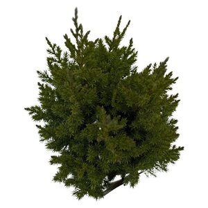 Juniperus chin. 'Stricta' 25-30 cm cont. 2,0L - afbeelding 4