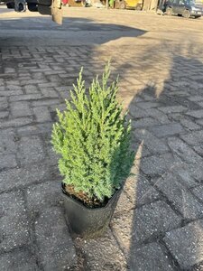 Juniperus chin. 'Stricta' 25-30 cm cont. 2,0L - afbeelding 6