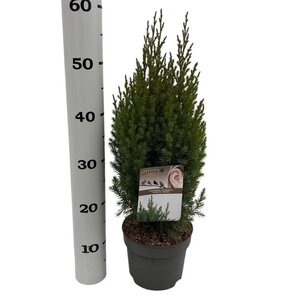 Juniperus chin. 'Stricta' 25-30 cm cont. 2,0L - afbeelding 5