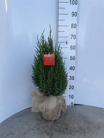 Juniperus chin. 'Stricta' 30-40 cm cont. 3,0L - afbeelding 3