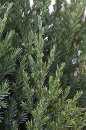 Juniperus chin. 'Stricta' 30-40 cm cont. 3,0L - afbeelding 1