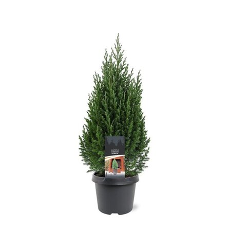 Juniperus chin. 'Stricta' 40-50 cm cont. 3,0L - afbeelding 3
