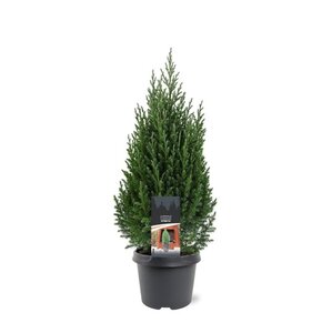 Juniperus chin. 'Stricta' 40-50 cm cont. 3,0L - afbeelding 3
