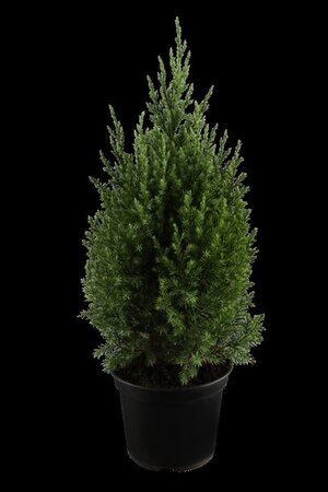 Juniperus chin. 'Stricta' 40-50 cm cont. 3,0L - afbeelding 2