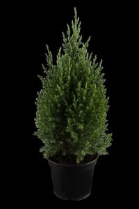 Juniperus chin. 'Stricta' 40-50 cm cont. 3,0L - afbeelding 2