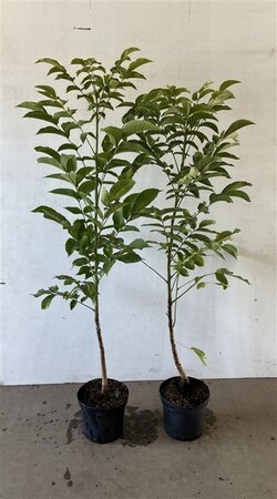 Juglans regia 100-125 cm cont. 5,0L