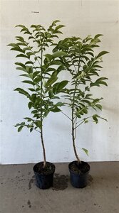 Juglans regia 100-125 cm cont. 5,0L