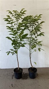 Juglans regia 100-125 cm cont. 5,0L - afbeelding 2