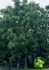 Juglans regia 10-12 Hoogstam draadkluit - afbeelding 4