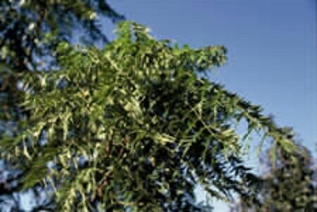 Juglans regia 10-12 Hoogstam draadkluit - afbeelding 5
