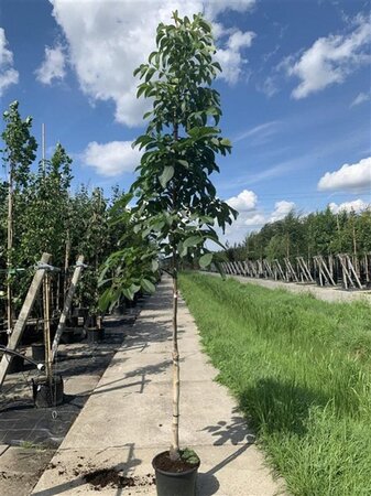 Juglans regia 10-12 Hoogstam draadkluit - afbeelding 6