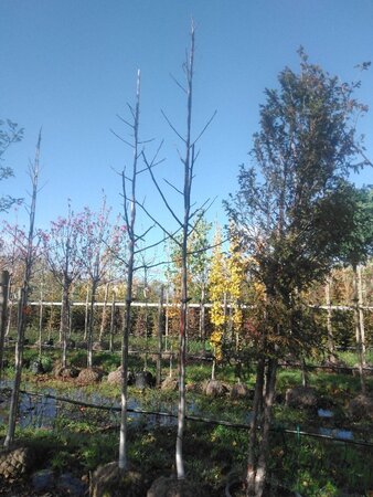 Juglans regia 10-12 STA WRB - image 4