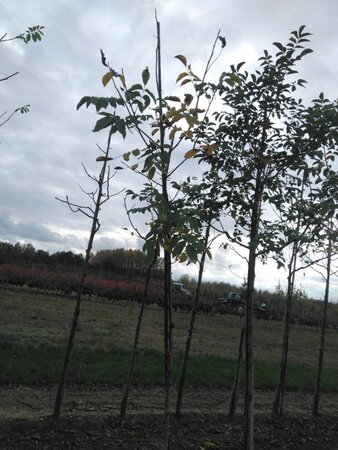 Juglans regia 10-12 Hoogstam wortelgoed - afbeelding 9