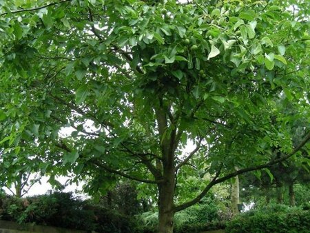 Juglans regia 10-12 Hoogstam wortelgoed - afbeelding 3