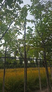 Juglans regia 10-12 Hoogstam wortelgoed - afbeelding 8