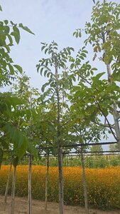 Juglans regia 10-12 Hoogstam wortelgoed - afbeelding 4