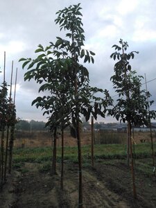 Juglans regia 10-12 Hoogstam wortelgoed - afbeelding 7