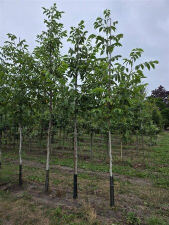 Juglans regia 10-12 STA BR - image 2