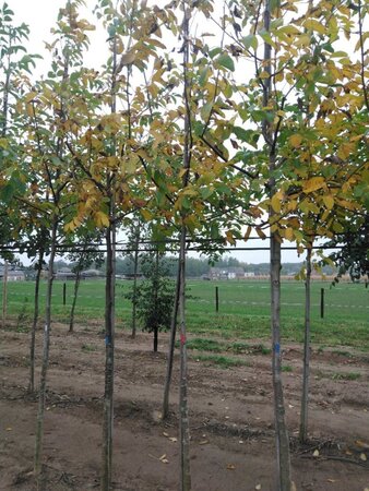 Juglans regia 10-12 STA BR - image 5