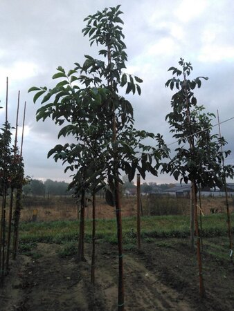 Juglans regia 10-12 STA BR - image 7