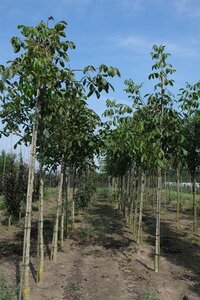 Juglans regia 12-14 Hoogstam draadkluit 2 X verplant - afbeelding 4