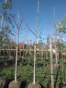 Juglans regia 12-14 Hoogstam draadkluit 2 X verplant - afbeelding 6