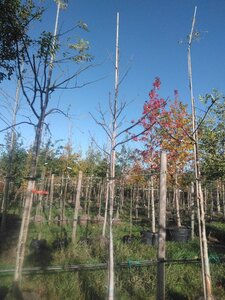 Juglans regia 12-14 STA WRB 2 X V - image 7