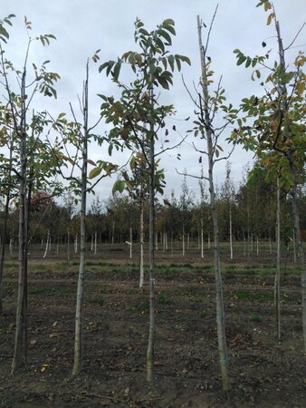 Juglans regia 12-14 Hoogstam wortelgoed 2 X verplant - afbeelding 7