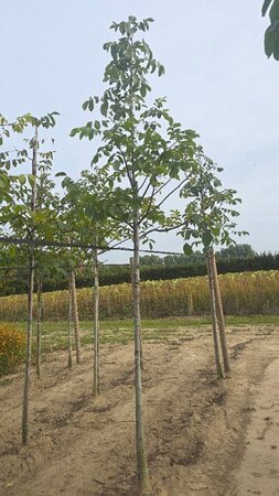 Juglans regia 12-14 Hoogstam wortelgoed 2 X verplant - afbeelding 5