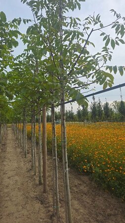 Juglans regia 12-14 Hoogstam wortelgoed 2 X verplant - afbeelding 6