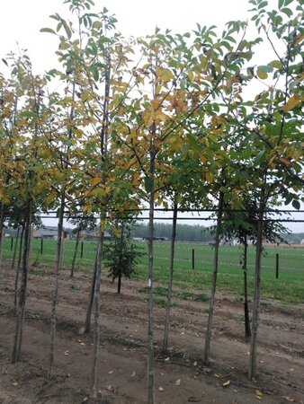 Juglans regia 12-14 Hoogstam wortelgoed 2 X verplant - afbeelding 9