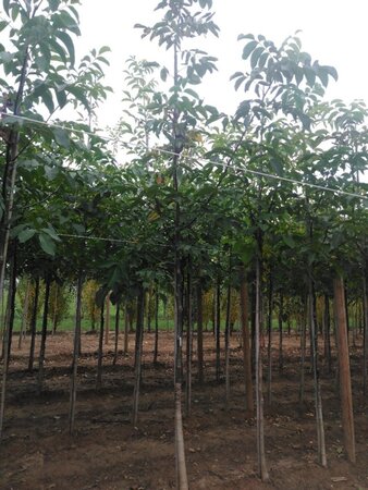 Juglans regia 12-14 Hoogstam wortelgoed 2 X verplant - afbeelding 8