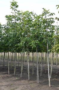 Juglans regia 12-14 Hoogstam wortelgoed 2 X verplant - afbeelding 3
