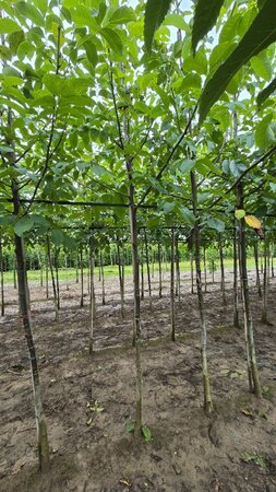 Juglans regia 12-14 STA BR 2 X V - image 4