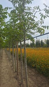 Juglans regia 12-14 STA BR 2 X V - image 6