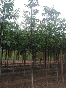 Juglans regia 12-14 STA BR 2 X V - image 8