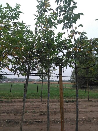 Juglans regia 14-16 Hoogstam wortelgoed 2 X verplant - afbeelding 6