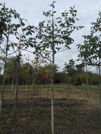 Juglans regia 14-16 Hoogstam wortelgoed 2 X verplant - afbeelding 3