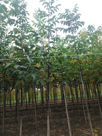 Juglans regia 14-16 Hoogstam wortelgoed 2 X verplant - afbeelding 7