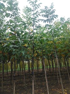 Juglans regia 14-16 Hoogstam wortelgoed 2 X verplant - afbeelding 7