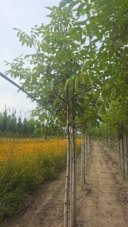 Juglans regia 14-16 STA BR 2 X V - image 5