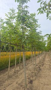Juglans regia 14-16 STA BR 2 X V - image 4