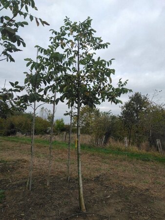Juglans regia 16-18 Hoogstam draadkluit 3 X verplant - afbeelding 5