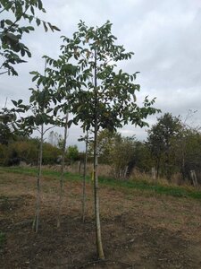 Juglans regia 16-18 Hoogstam draadkluit 3 X verplant - afbeelding 5