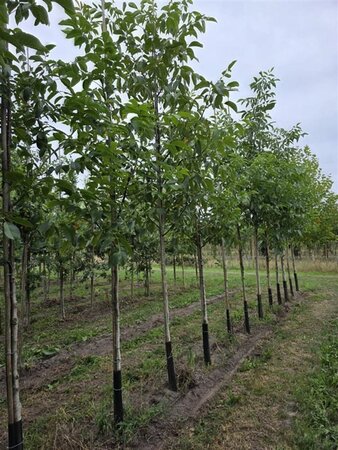 Juglans regia 16-18 Hoogstam draadkluit 3 X verplant - afbeelding 8