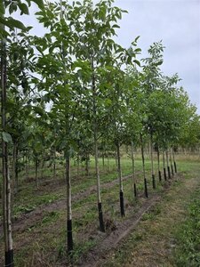 Juglans regia 16-18 Hoogstam draadkluit 3 X verplant - afbeelding 8
