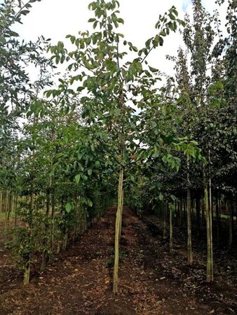 Juglans regia 16-18 STA WRB 3 X V - image 3