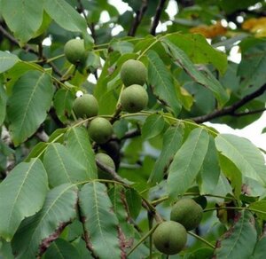 Juglans regia 60-80 cm cont. 5,0L