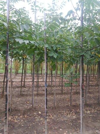 Juglans regia 6-8 Hoogstam wortelgoed - afbeelding 4