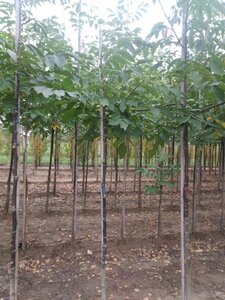 Juglans regia 6-8 STA BR - image 4